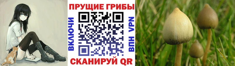 omg как войти  Чишмы  Псилоцибиновые грибы ЛСД 